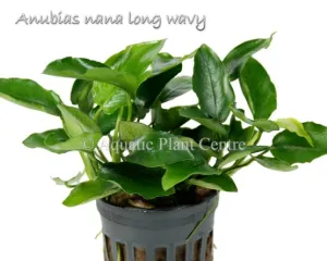 Anubias nana Long Wavy