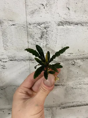 Bucephalandra sp. 'Velvet'