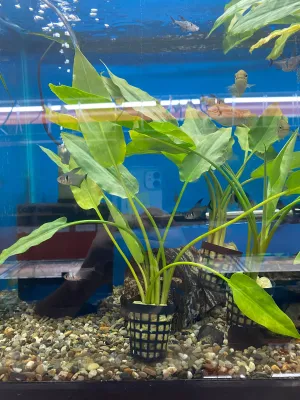 Cryptocoryne ciliata