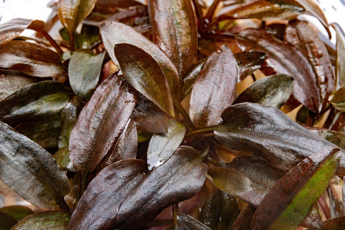 Cryptocoryne Undulata