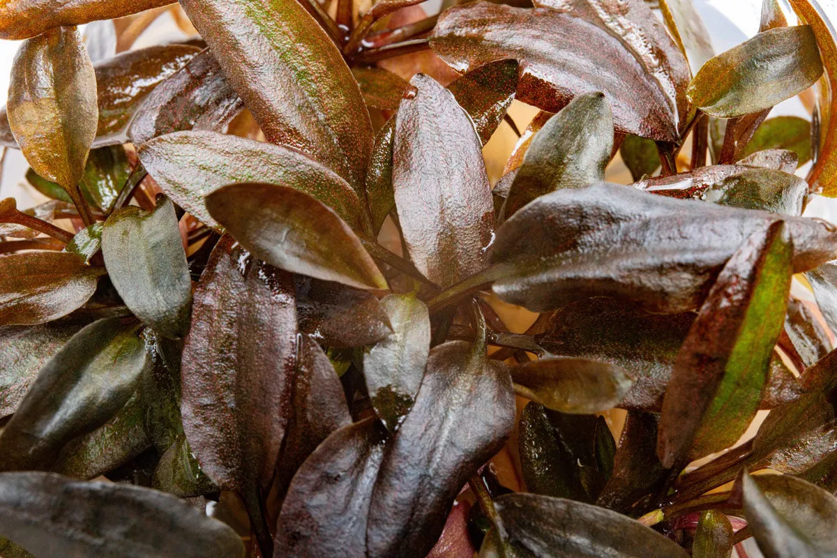 Cryptocoryne Undulata