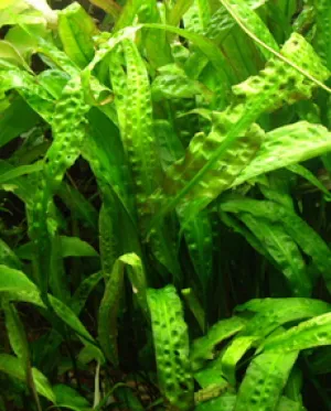 Cryptocoryne usteriana Green