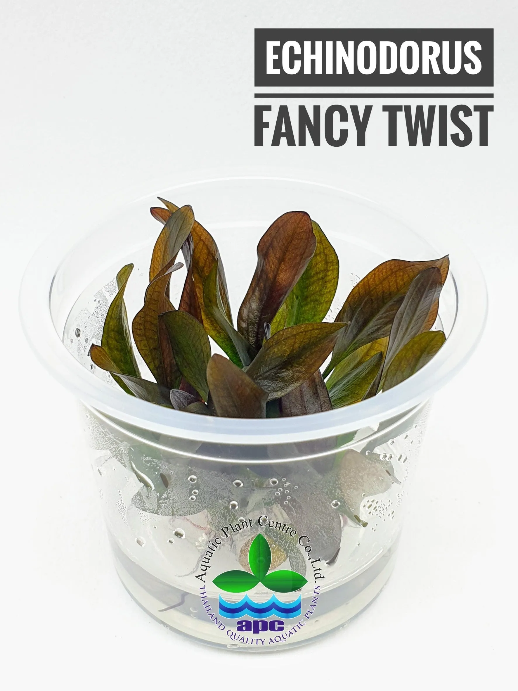 Echinodorus Fancy Twist TC Cup