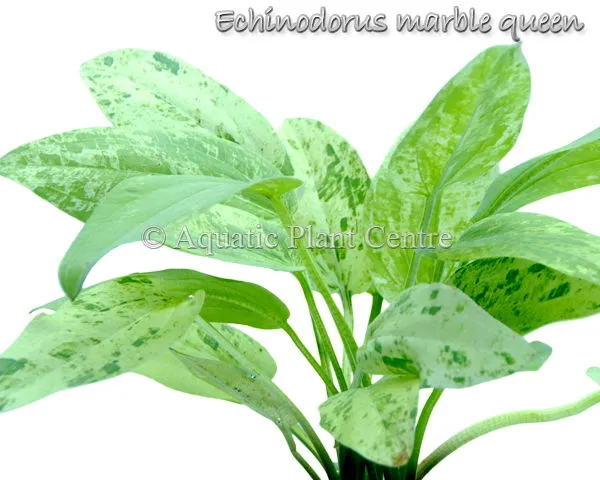 Echinodorus Marble Queen