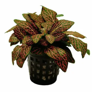 Fittonia red - terrarium plant