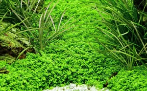 Hemianthus callitrichoides Cba (Dwarf Baby Tears) - Potted