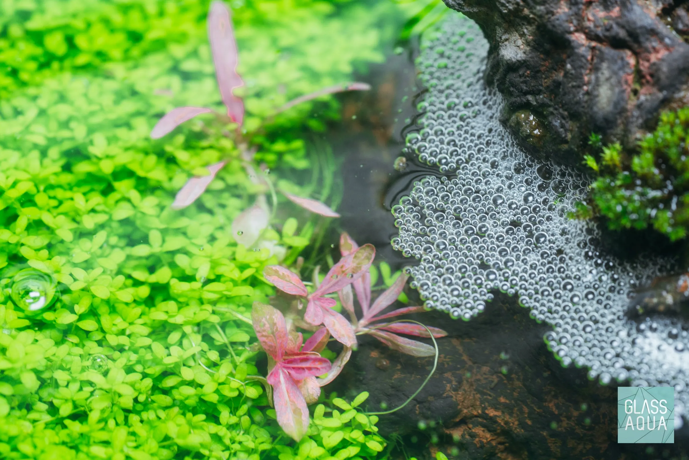 Hygrophila Chai