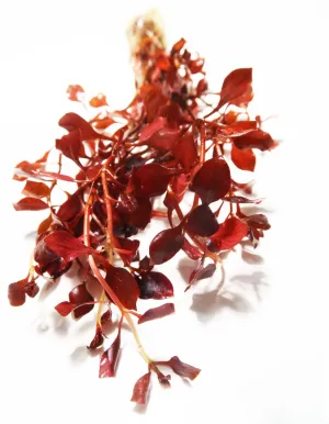 Ludwigia "Triple Red" Easy RED!