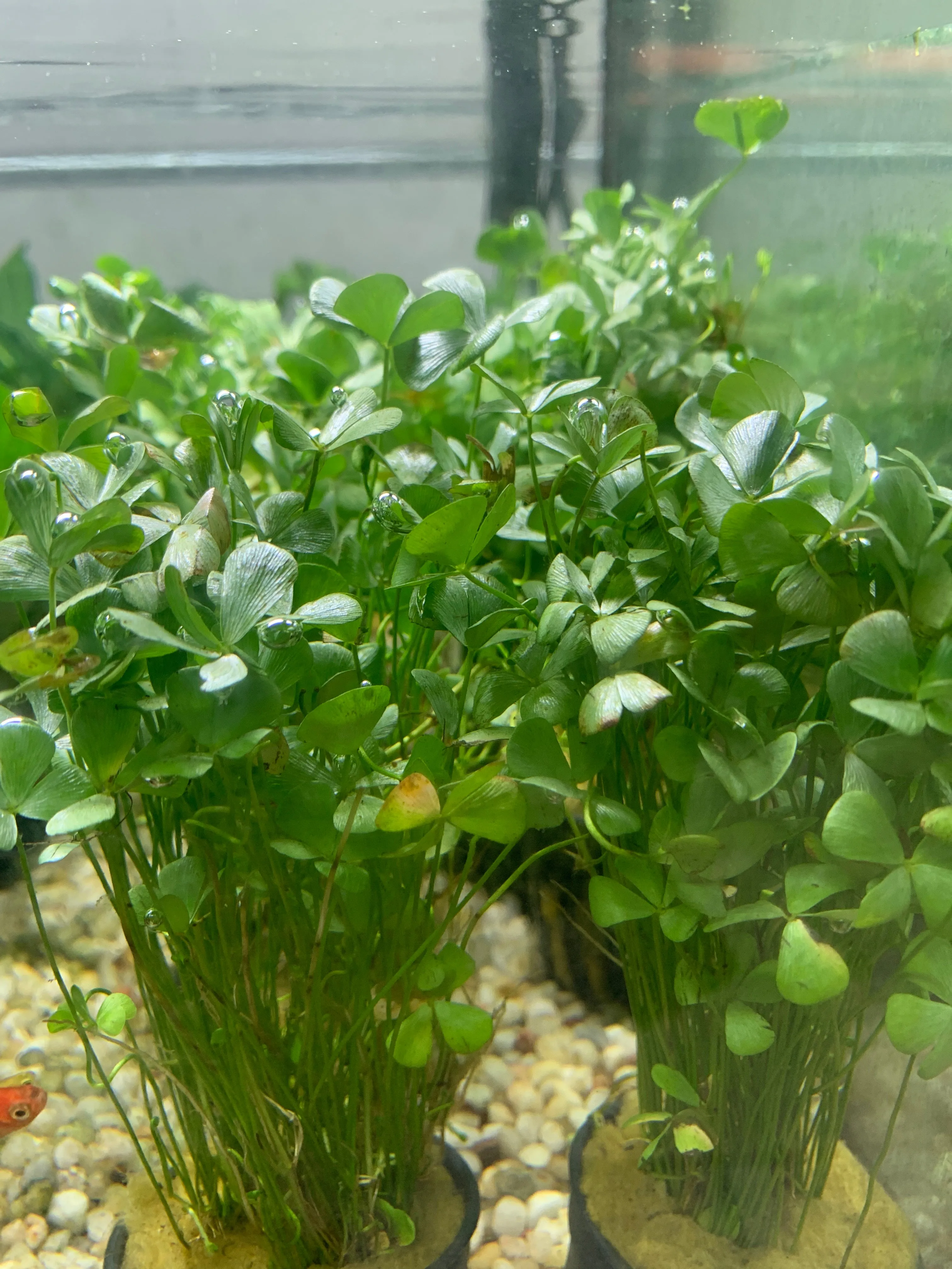 Marsilea crenata