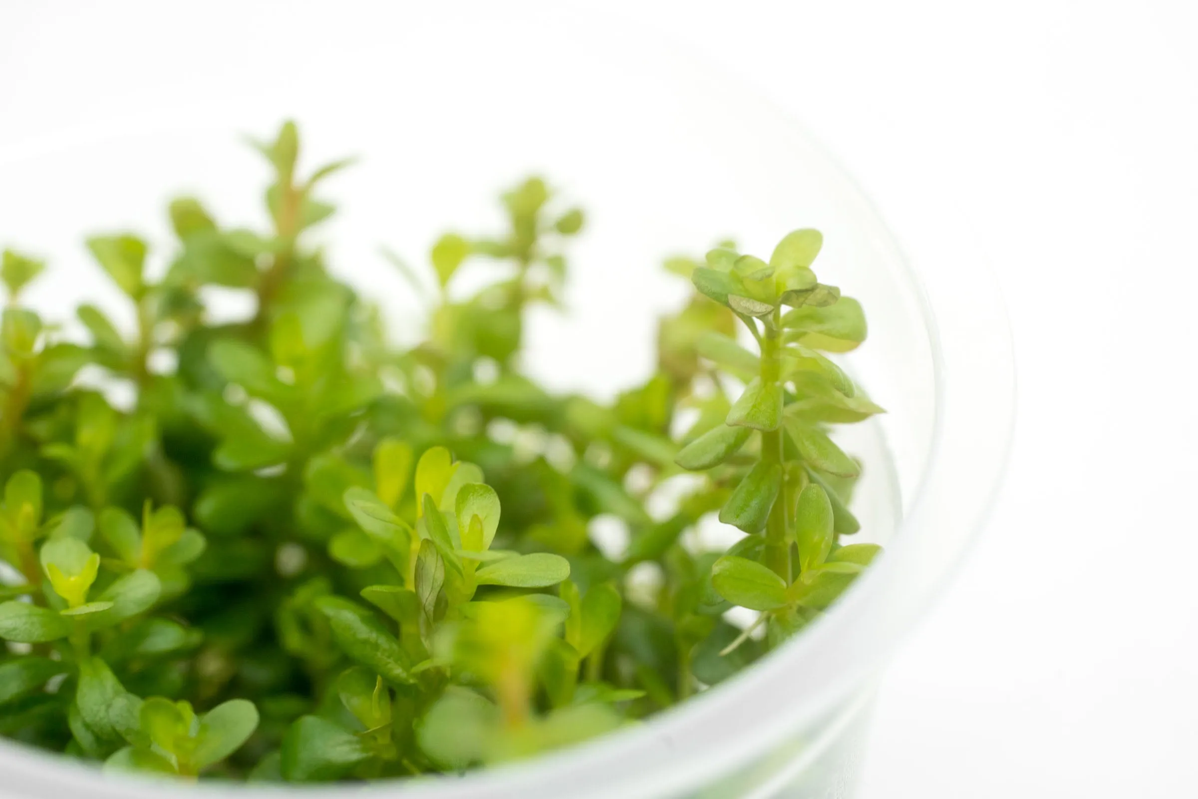 Rotala Coin Leaf Tissue Culture