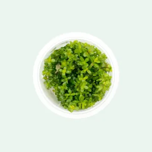 Rotala Coin Leaf Tissue Culture