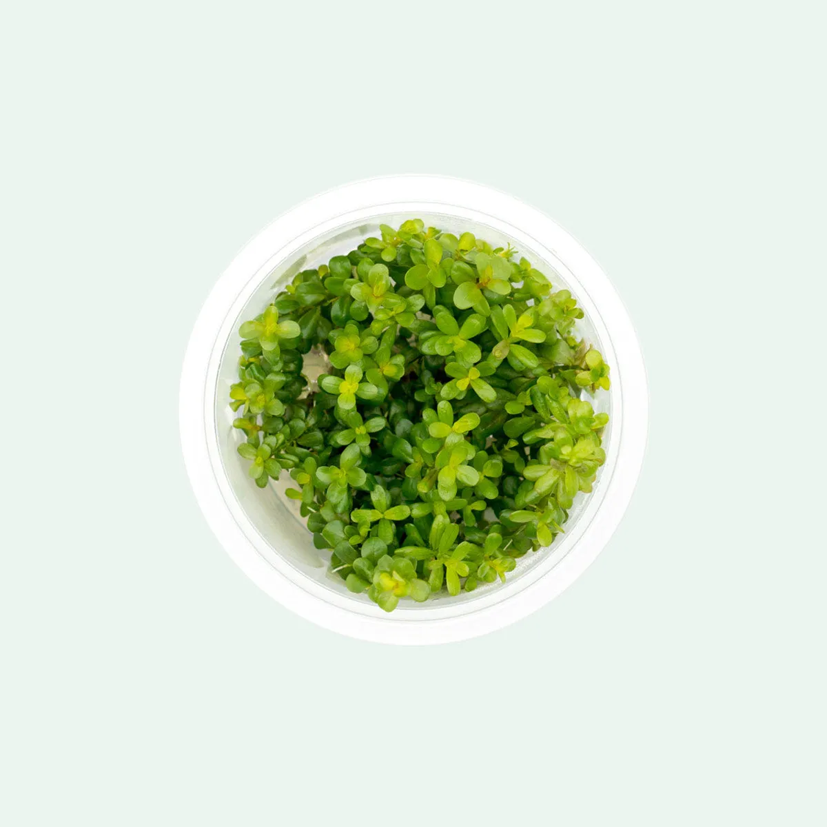 Rotala Coin Leaf Tissue Culture