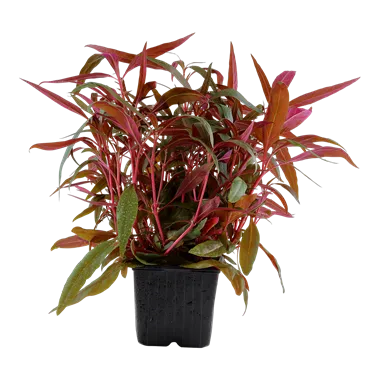 Tropica Alternanthera reineckii "Pink" XL Pot