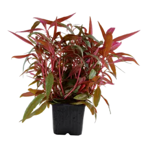 Tropica Alternanthera reineckii "Pink" XL Pot