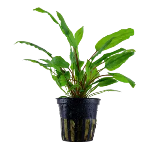 Tropica Cryptocoryne wendtii