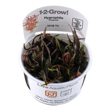 Tropica Hygrophila Araguaia 1-2-Grow