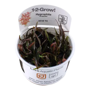 Tropica Hygrophila Araguaia 1-2-Grow