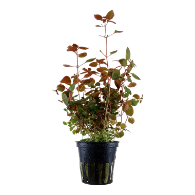 Tropica Ludwigia palustris