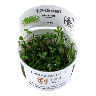 Tropica Marsilea minuta 1-2-Grow