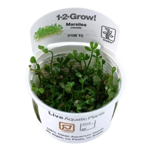 Tropica Marsilea minuta 1-2-Grow