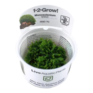 Tropica Monosolenium tenerum 1-2-Grow