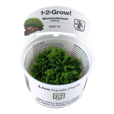 Tropica Monosolenium tenerum 1-2-Grow