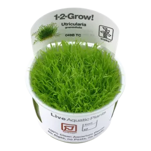 Tropica Utricularia graminifolia 1-2-Grow