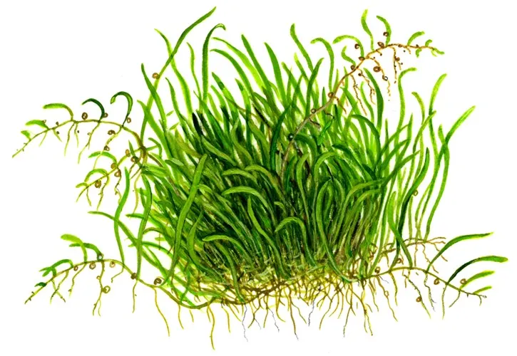 Tropica Utricularia graminifolia 1-2-Grow