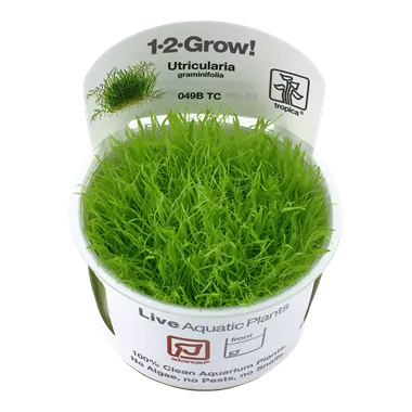 Tropica Utricularia graminifolia 1-2-Grow