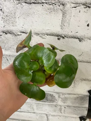 Water Hyacinth Pond Plant